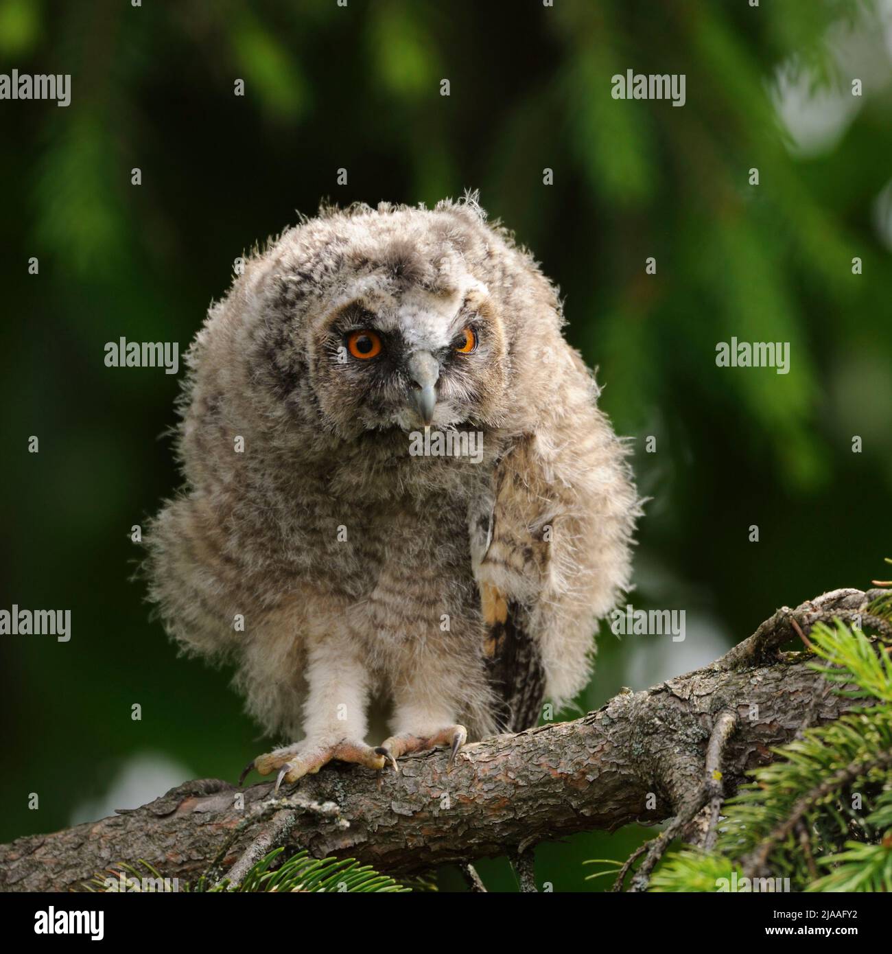 Owl dalle orecchie lunghe / Waldohreule ( Asio otus ), pulcino giovane, appena fatto, arroccato in un albero, guarda attento, guardando, peeking attenzionalmente, serio, jolly Foto Stock