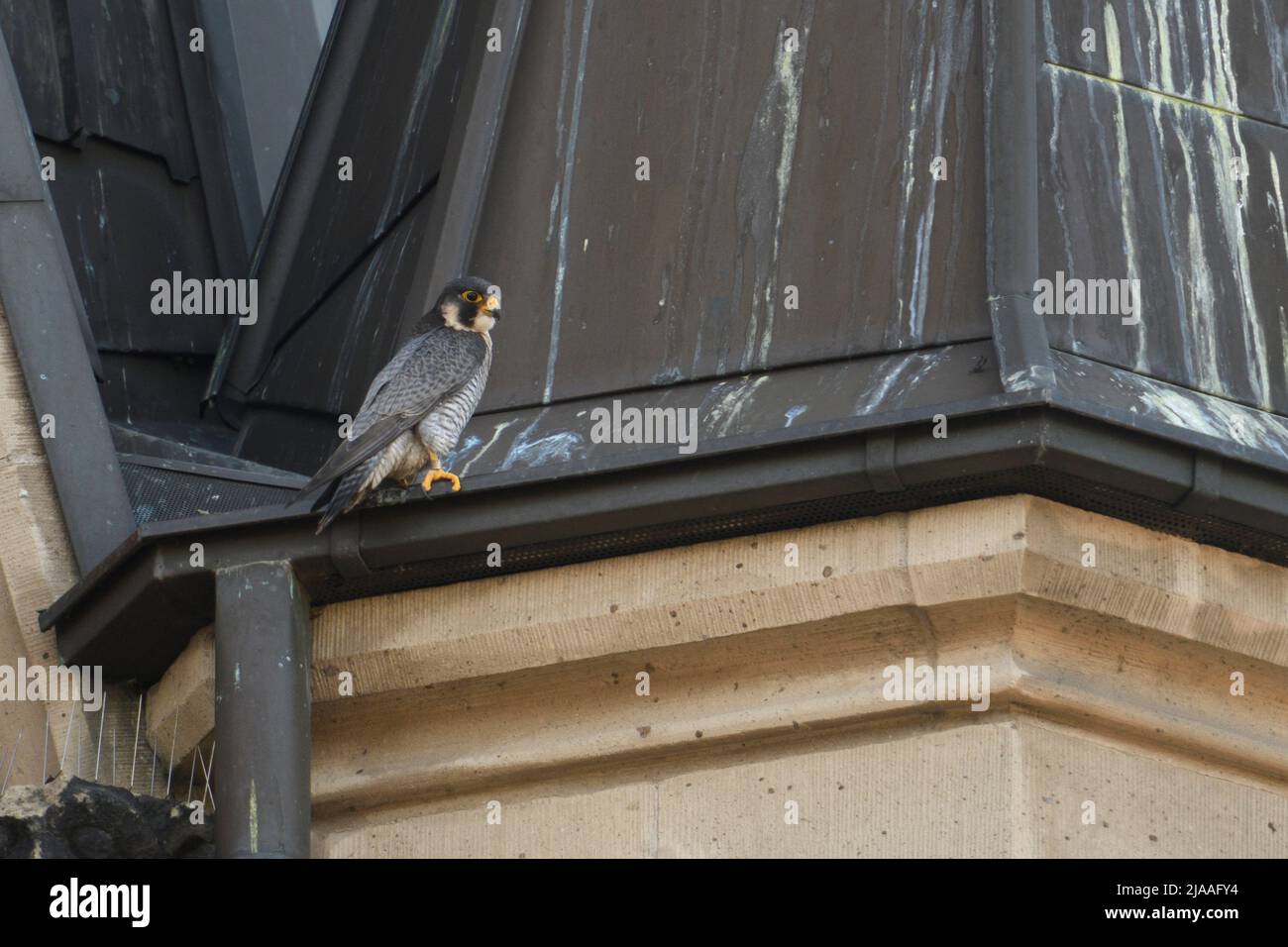 Peregrine Falcon / Wanderfalke ( Falco peregrinus ), maschio adulto, tercel, arroccato su un tetto di chiesa, situazione tipica, fauna selvatica, Europa. Foto Stock