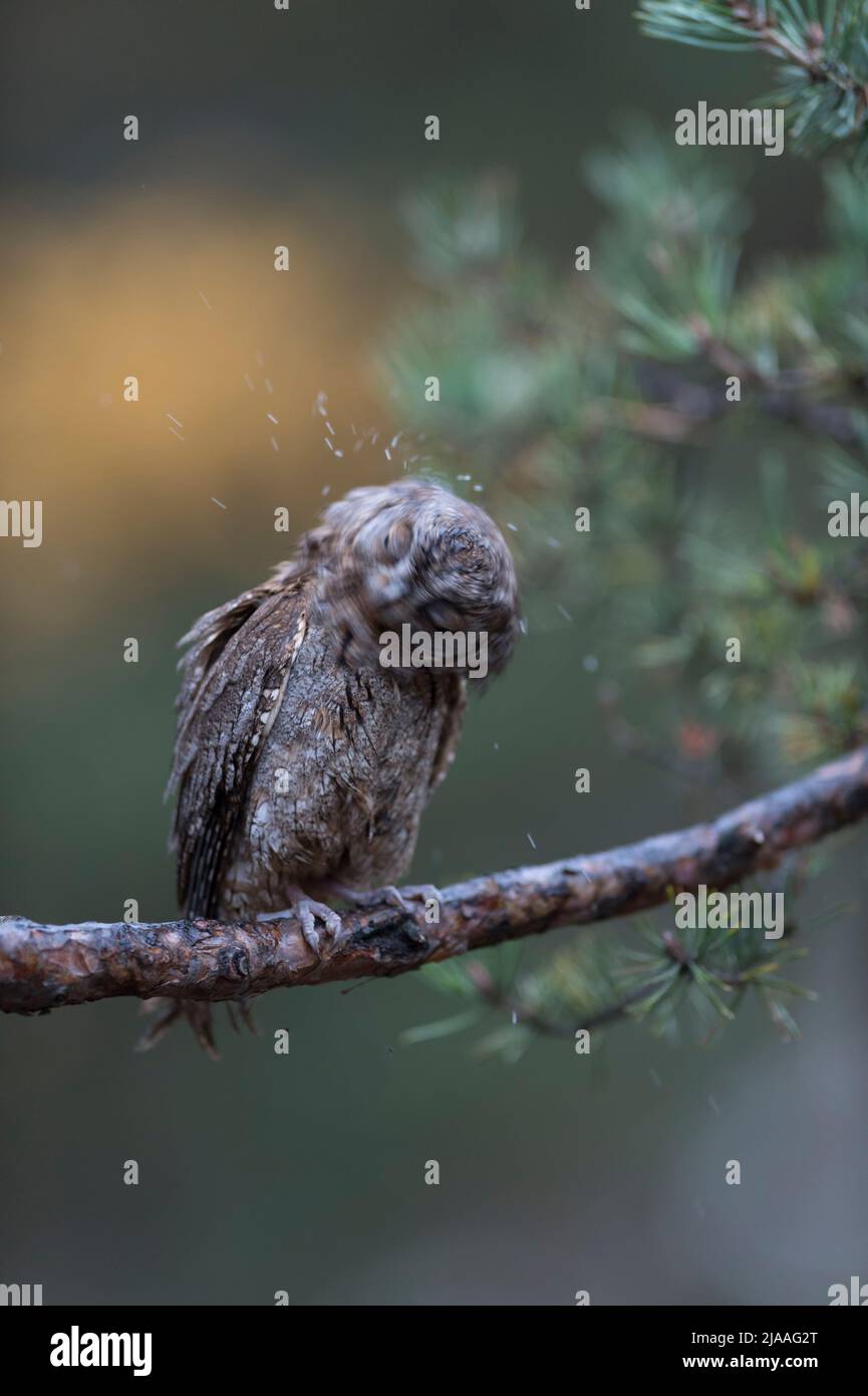 Eurasian Scops Owl / Zwergohreule ( Otus scops ), arroccato su un ramo di un pino, scuotendo l'acqua dal suo piumaggio, scuotendo la testa, divertente poco Foto Stock