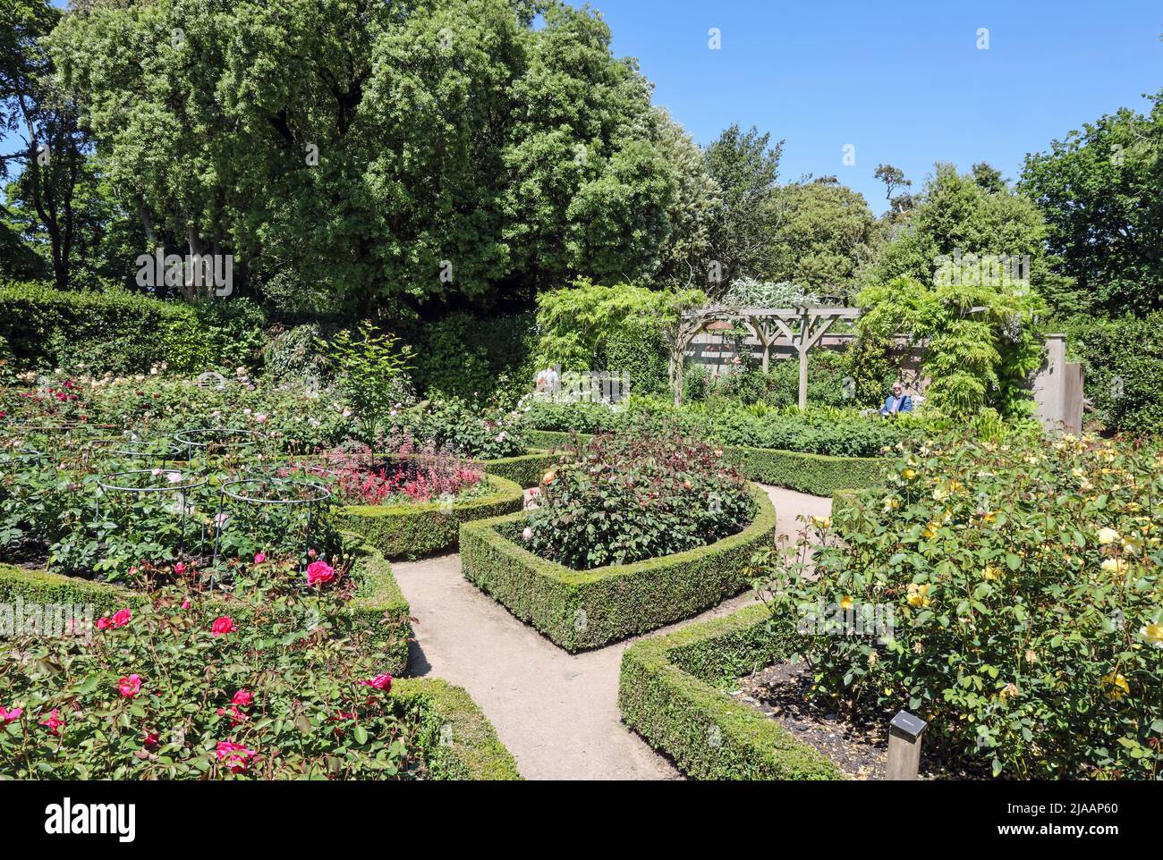 Guardando vibrante in primavera il Giardino delle Rose al Monte Edgcumbe Park Cornovaglia maggio 2022. Foto Stock