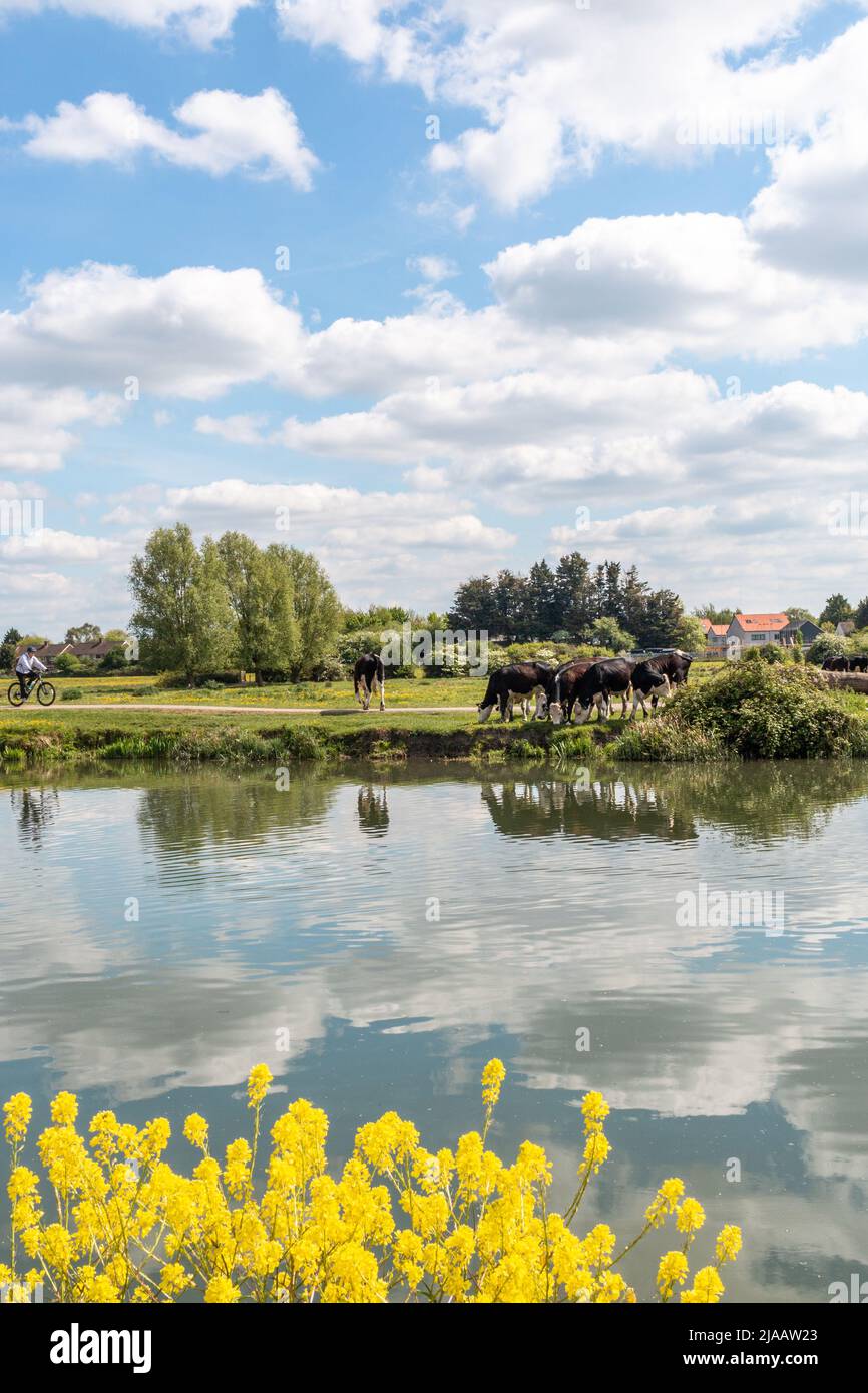 Attraverso la camma del fiume un ciclista si avvicina ad una piccola mandria di mucche su Stourbridge Common, Cambridge, UK. Foto Stock