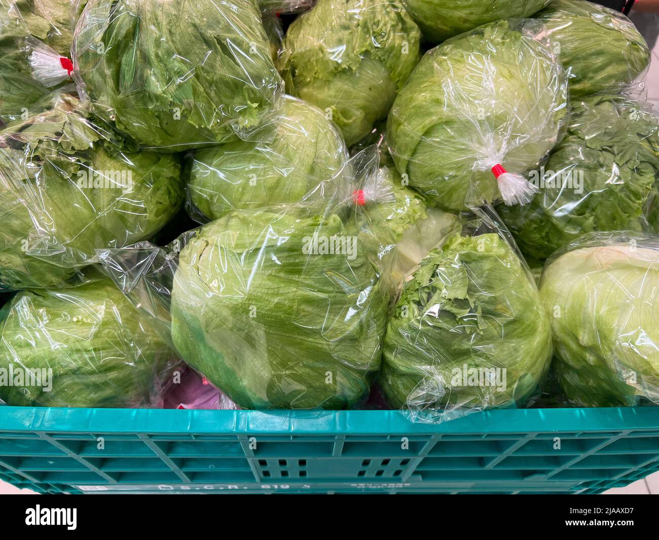 Lattuga verde intera appena confezionata in un contenitore pronto per la spedizione Foto Stock