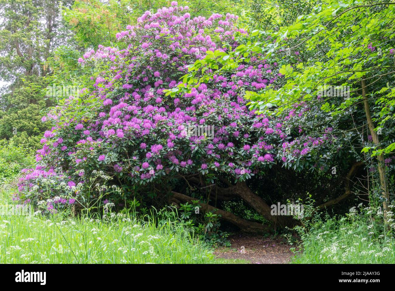 Rhododendron a Southampton Old Cemetery, Southampton, Hampshire, Regno Unito Foto Stock