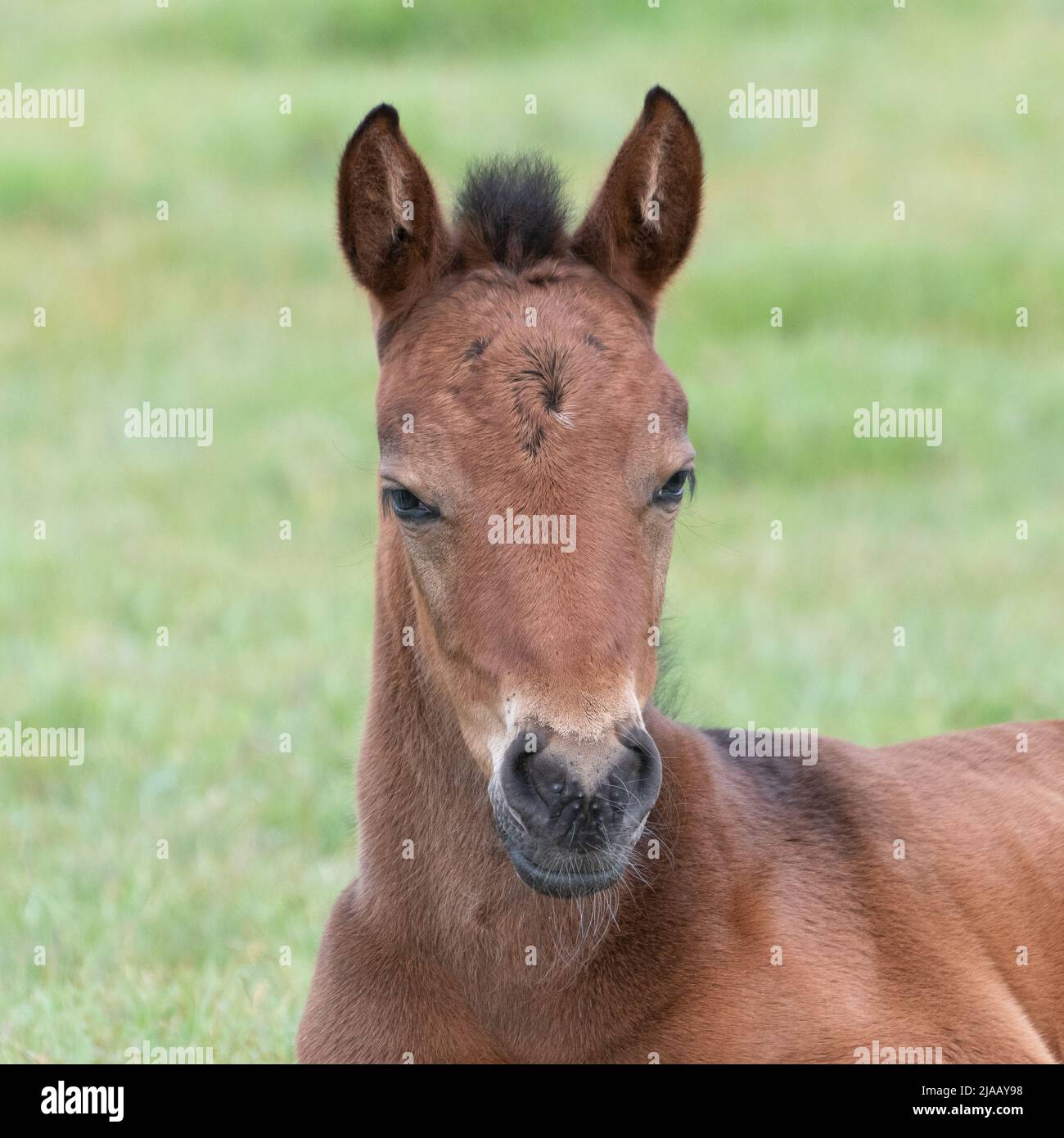 New Forest Foal, vicino Brockenhurst Hampshire Foto Stock