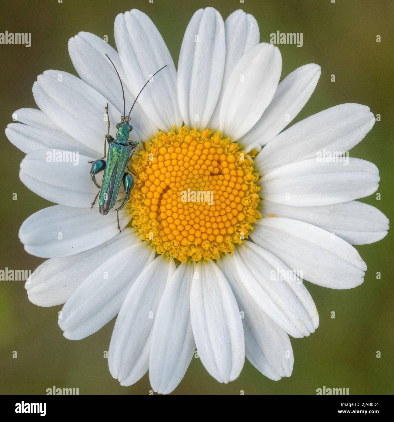 Coleottero di fiori spessi a zampe sulla margherita Oxeye nel vecchio cimitero di Southampton Foto Stock