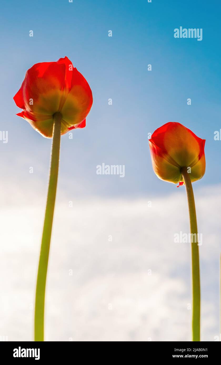 Tulipani scarlatto che puntano al cielo. Vista dal basso Foto Stock