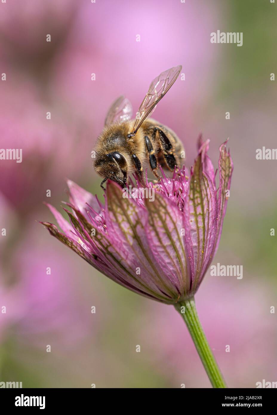 Ape che alimenta Astrantia Foto Stock