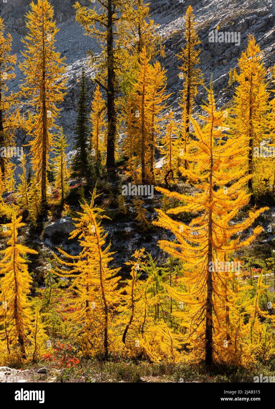 WA21619-00...WASHINGTON - larice alpino nella caduta nelle Cascate del Nord della Okanogan-Wenatchee National Forest. Foto Stock