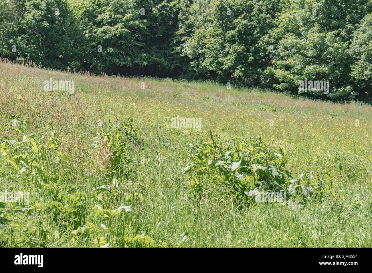 Campo di pascolo del Regno Unito, pascolo / campo di fieno in inizio estate sole. Fuoco sulle erbacce nella parte più bassa dell'immagine. Per l'agricoltura e l'agricoltura del Regno Unito, erbacce agricole Foto Stock