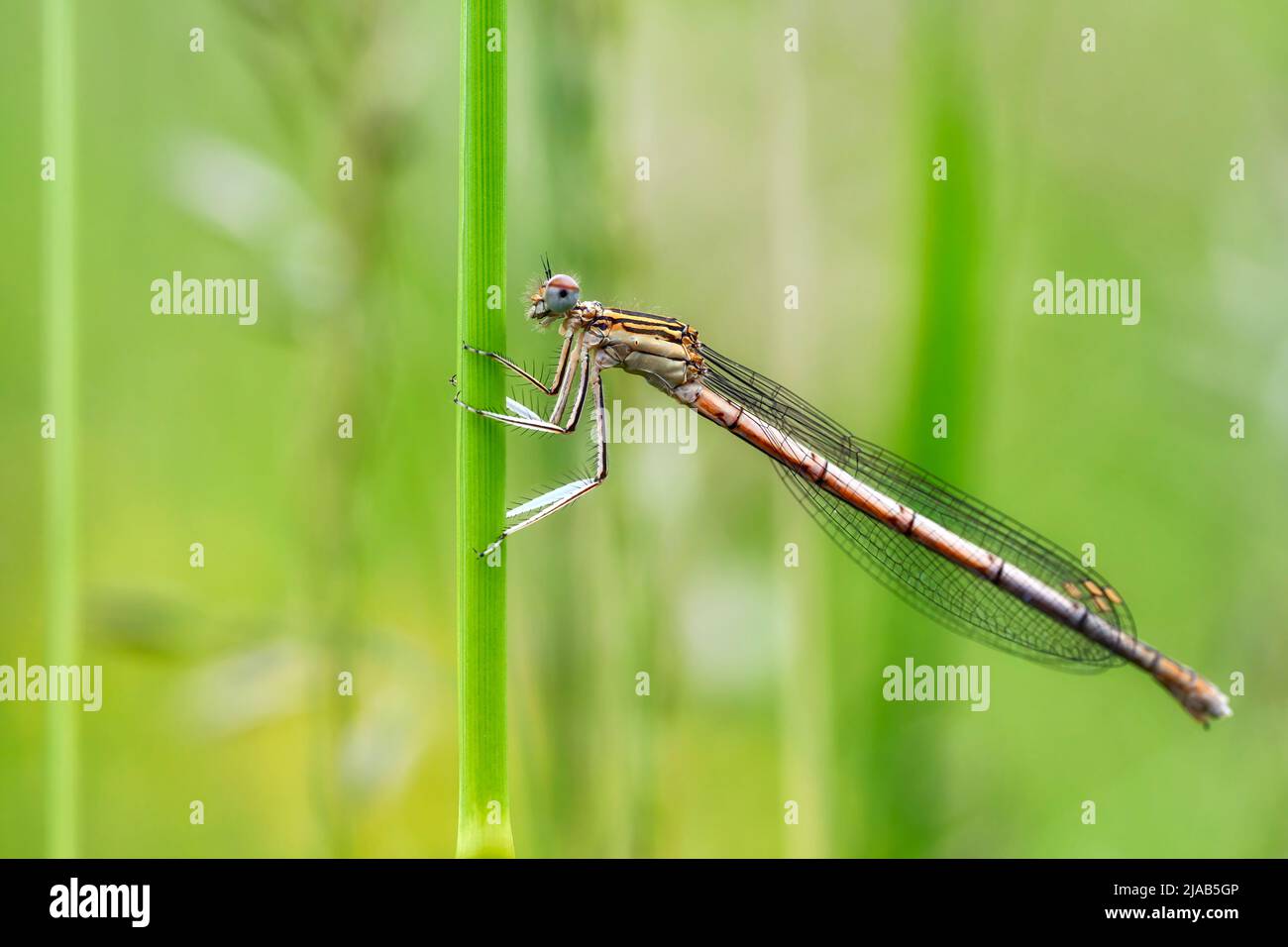 Dragonfly attesa su rami secchi e spazio copia .Dragonfly nella natura. Dragonfly nella natura habitat. Natura bella scena con dragonfly outdoor Foto Stock