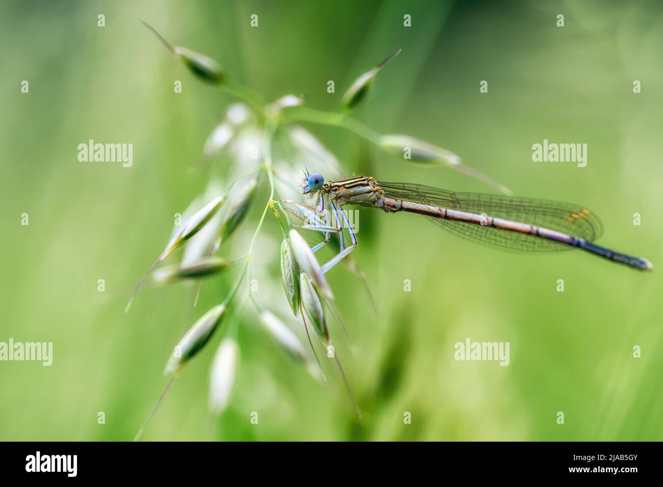 Dragonfly attesa su rami secchi e spazio copia .Dragonfly nella natura. Dragonfly nella natura habitat. Natura bella scena con dragonfly outdoor Foto Stock