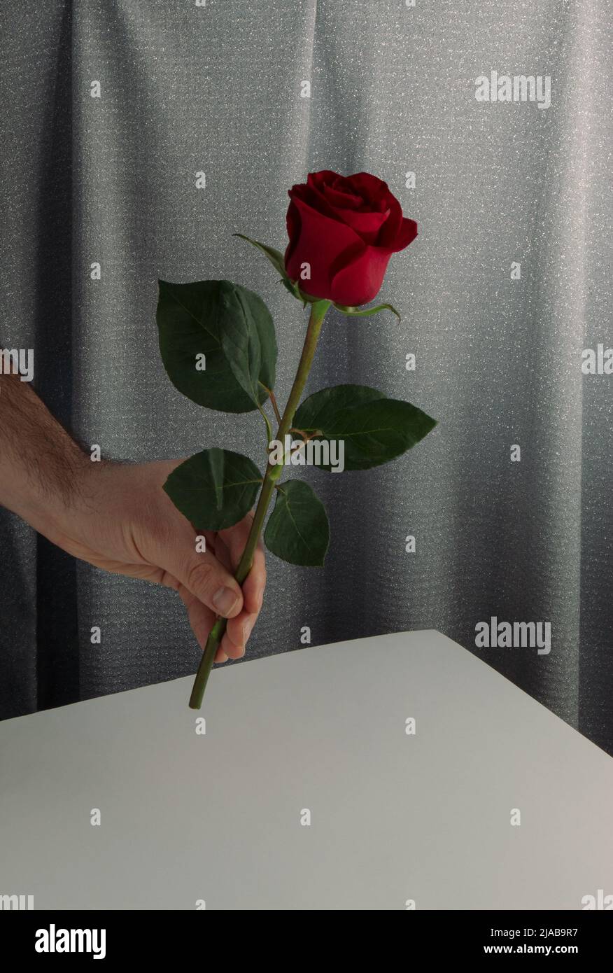 Composizione del giorno di San Valentino. L'uomo dà il fiore rosso bello della rosa. Sfondo grigio della tenda. Felice Giornata delle Donne. Foto Stock