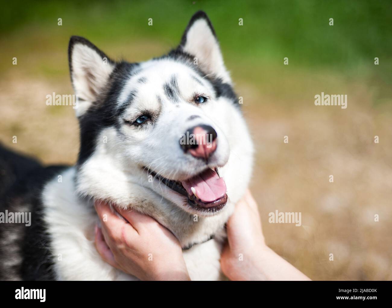 Bianco e nero Husky siberiano, camminando nel campo estivo Foto Stock