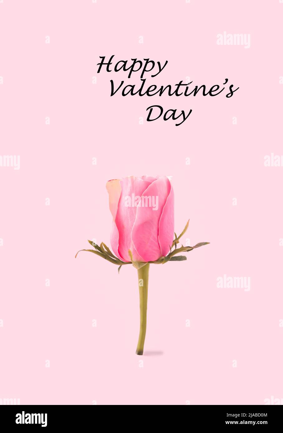 Fiore rosa pastello in fiore con foglie verdi su sfondo rosa. Concetto di molla minimo. Buon San Valentino carta d'amore. Foto Stock