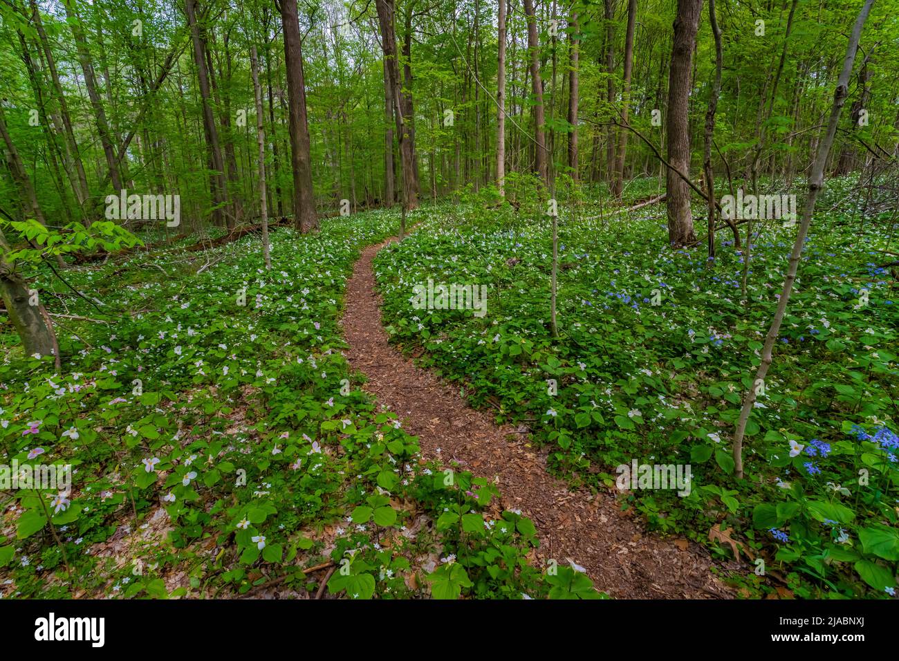 Percorre la riserva di Trillium Ravine, una riserva naturale della Michigan Nature Association, USA Foto Stock