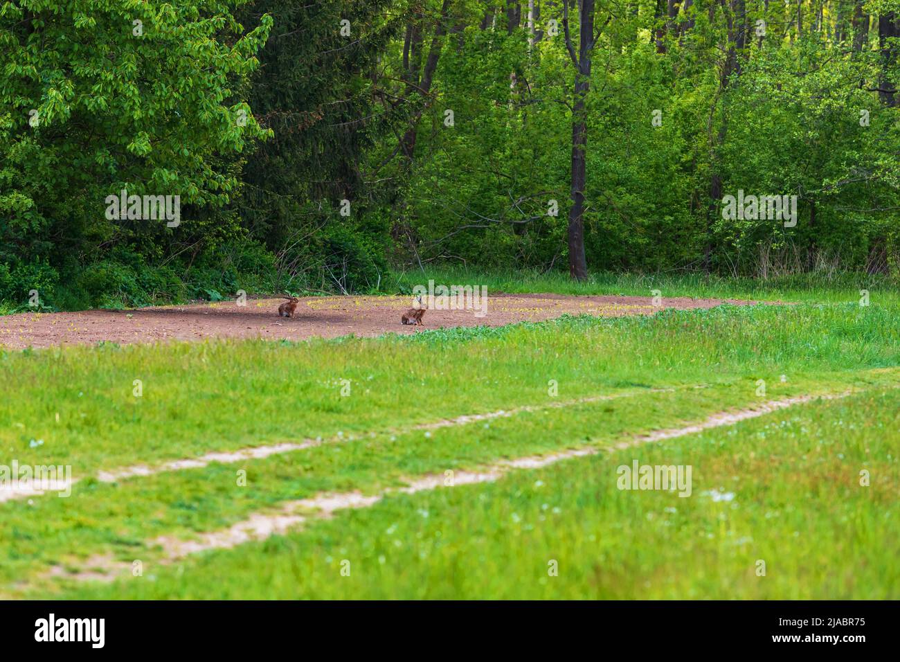 Lepre selvatiche seduti sul bordo della foresta nel prato. Foto Stock