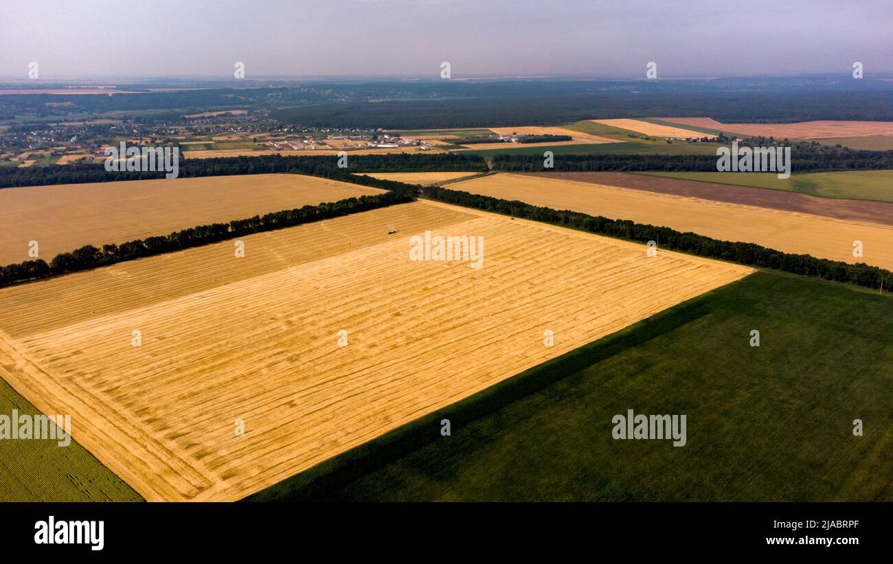 Vista panoramica dall'alto del campo di grano. Diversi campi agricoli. Campo di grano giallo e campi con altre piante agricole verdi. Vista aerea del drone. Paesaggio agricolo sfondo agrario Foto Stock