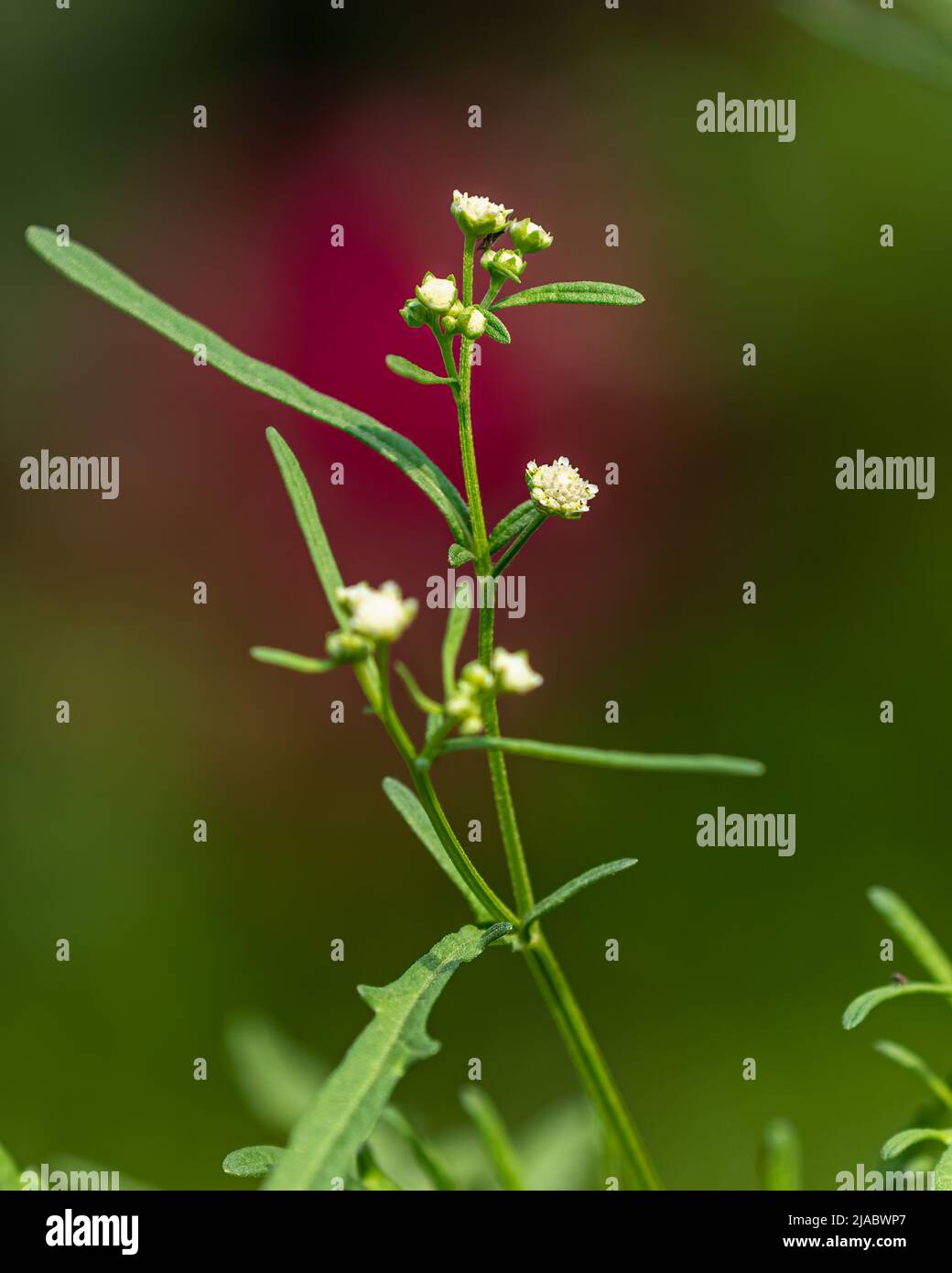 Erba di carota nel selvaggio con fiori bianchi Foto Stock