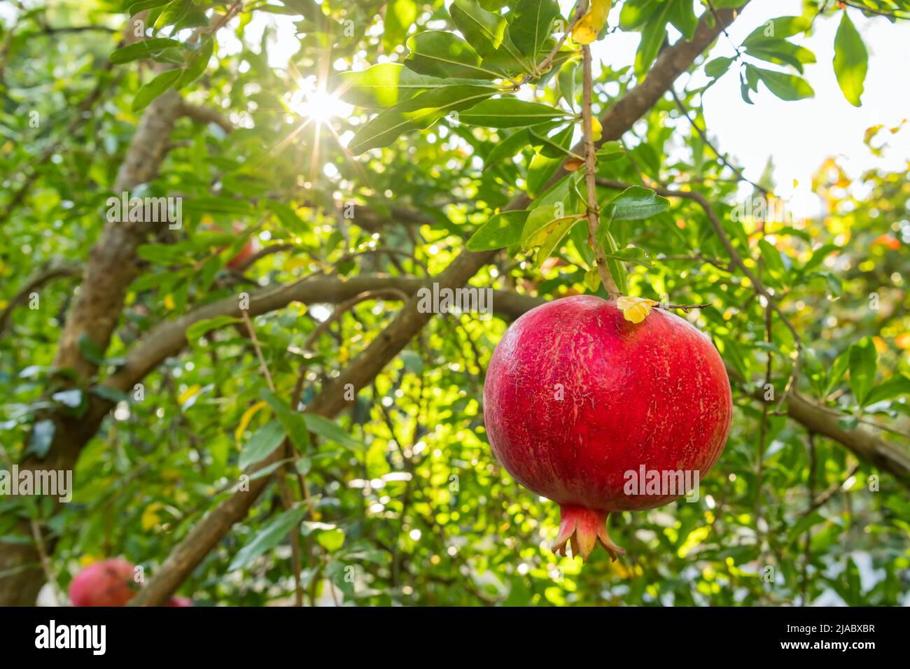 Maturare frutti di melograno su un ramo di albero Foto Stock