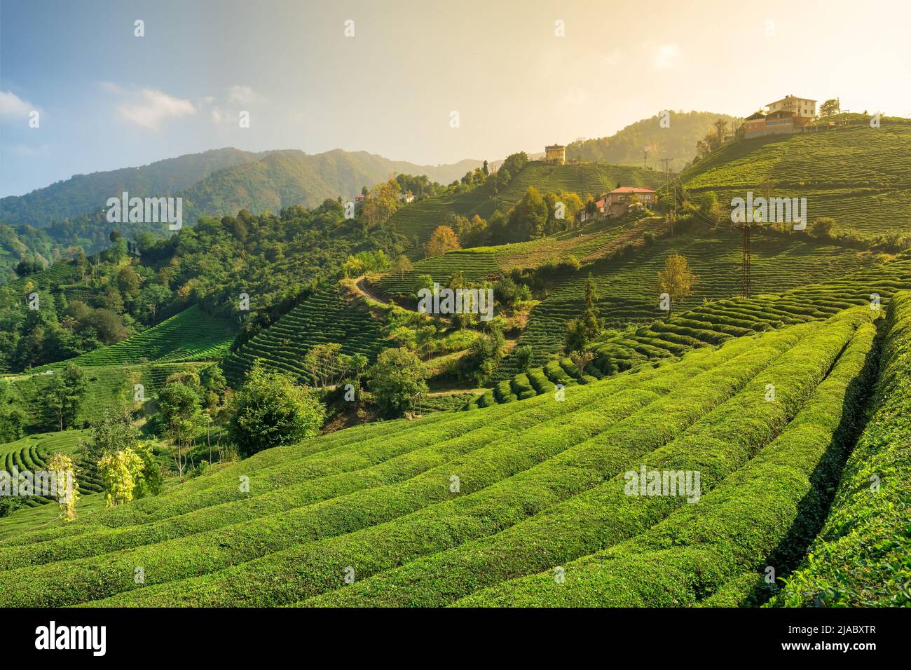 Bellissimo giardino del tè nella regione del Mar Nero, Rize, Turchia. Foto Stock