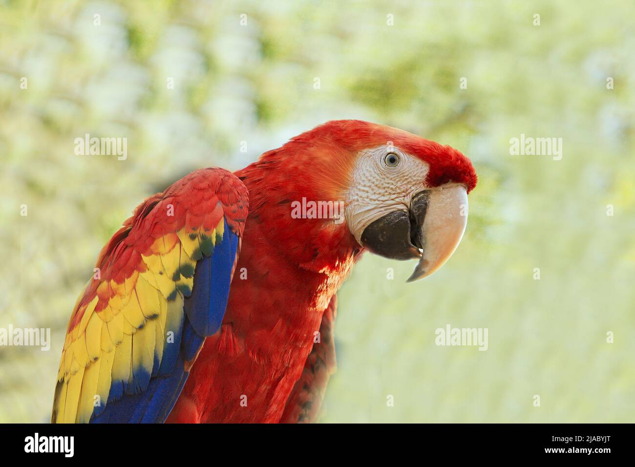 Pappagallo colorato Rhynchopsitta su sfondo verde. Foto Stock