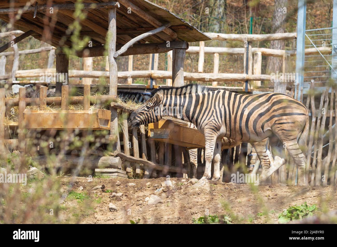 Una zebra bianca e nera si trova presso un alimentatore di una fattoria. Foto Stock