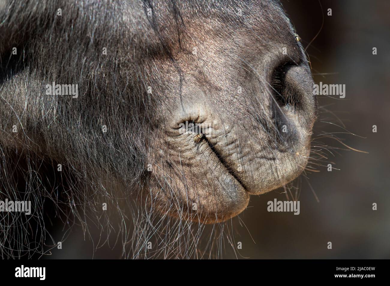 Shetland ritratto testa di cavallo pony con nostrils dettaglio. Foto Stock