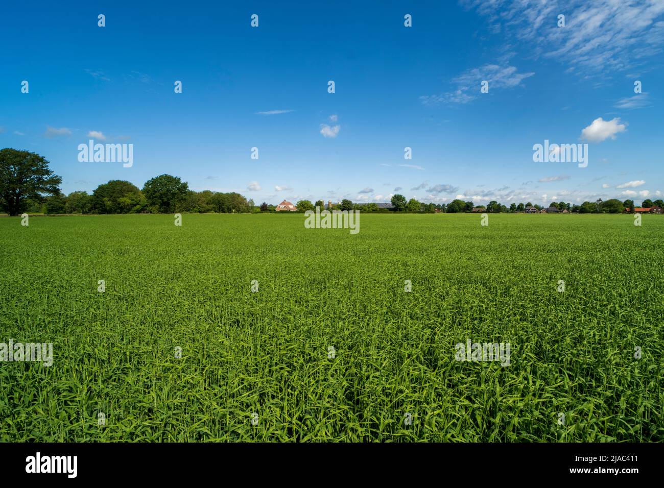 Campo pieno di colture a Weert vicino al confine con il Belgio Foto Stock