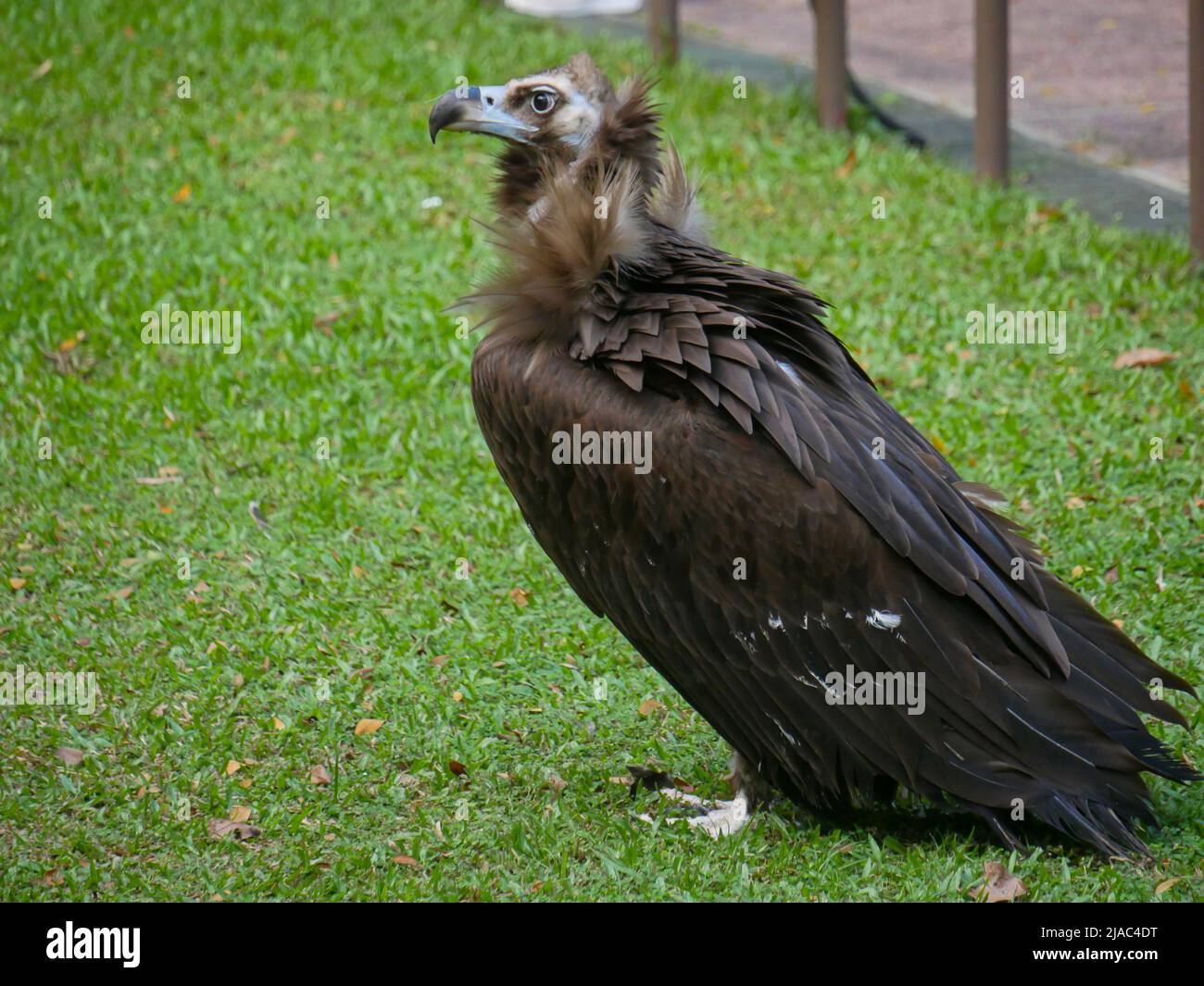 Il avvoltoio cinereo (Aegypius monachus) è un grande raptor noto anche come avvoltoio nero, avvoltoio monaco e avvoltoio nero eurasiatico che vagano nel Parco Foto Stock