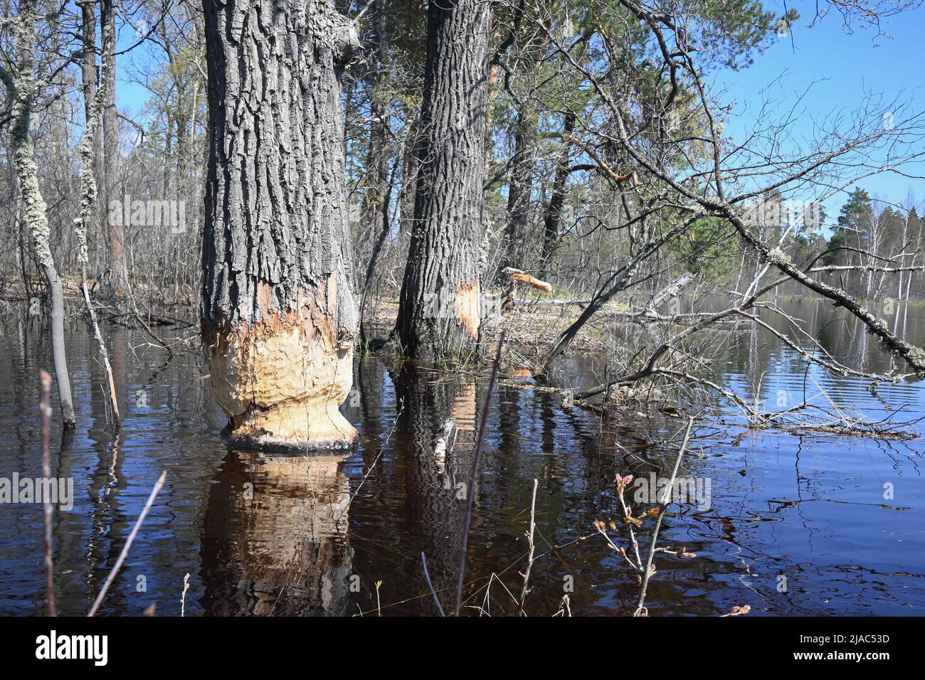 Alberi gnawed dai cavatori. Testimonianza della vita dei castori nel Parco Nazionale. Foto Stock