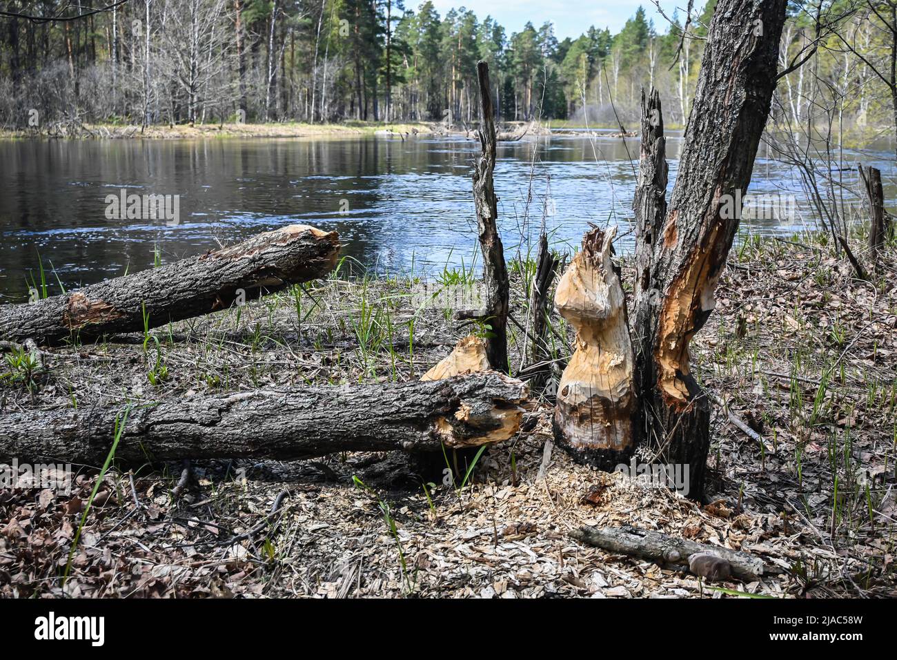 Alberi gnawed dai cavatori. Testimonianza della vita dei castori nel Parco Nazionale. Foto Stock