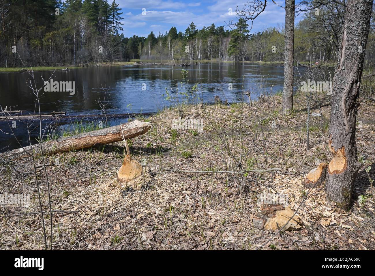 Alberi gnawed dai cavatori. Testimonianza della vita dei castori nel Parco Nazionale. Foto Stock