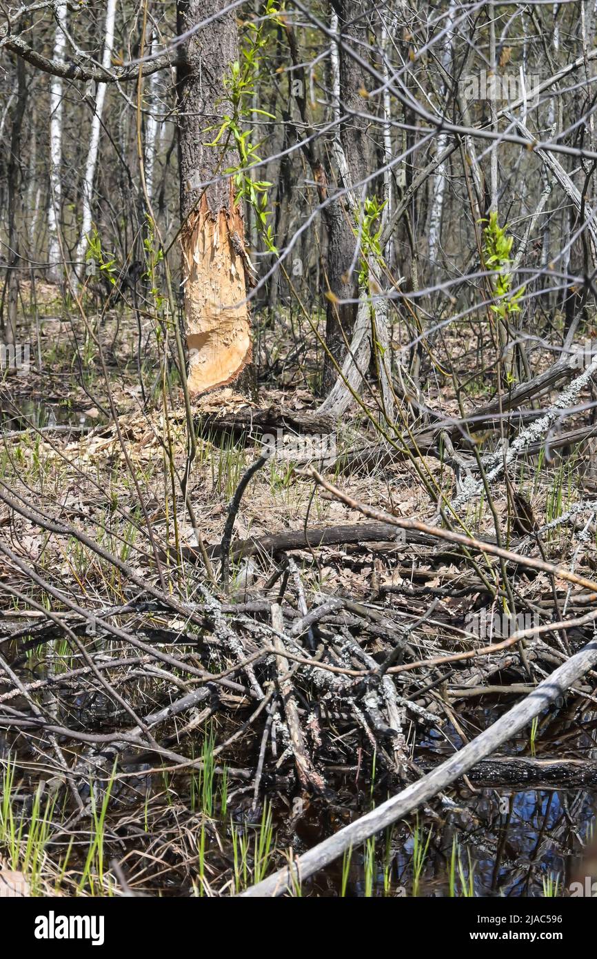Alberi gnawed dai cavatori. Testimonianza della vita dei castori nel Parco Nazionale. Foto Stock