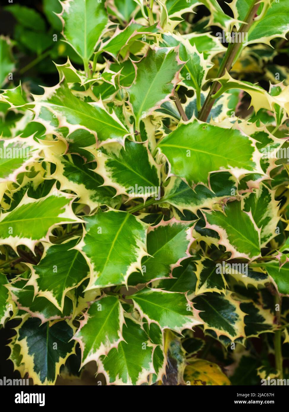 Fogliame variegato bianco e spiroso dell'arbusto di agrifoglio decorativo, Ilex aquifolium 'Argenteomarginata' Foto Stock