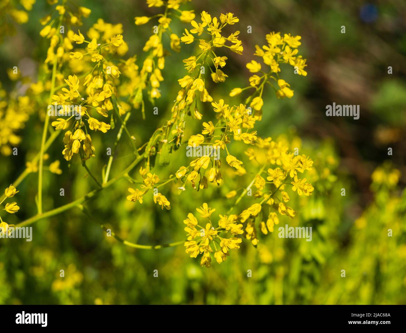 Massa di fiori gialli dell'erba biennale e colorante blu che produsing la cazzata di Dyer, Isatis tinctoria Foto Stock