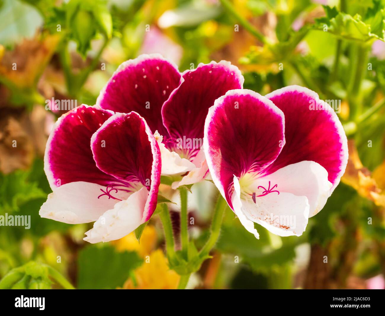 Fiori della serra tenera o conservatorio regal pelargonium, Pelargonium 'Gartendirektor Herman' Foto Stock