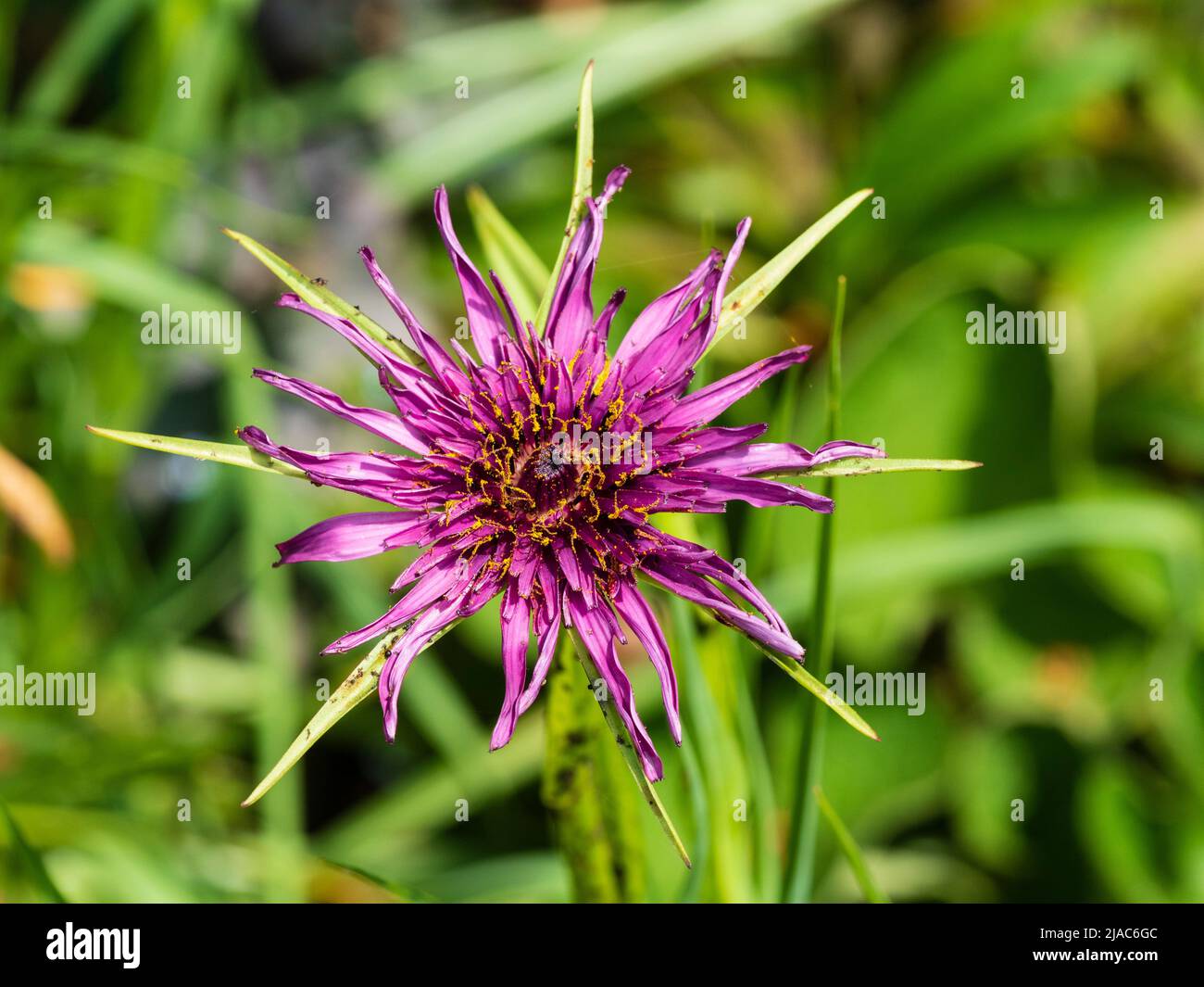 Viola, fiore di inizio estate della radice hardy vegetale, salsify, Tragopogon porrifolius Foto Stock