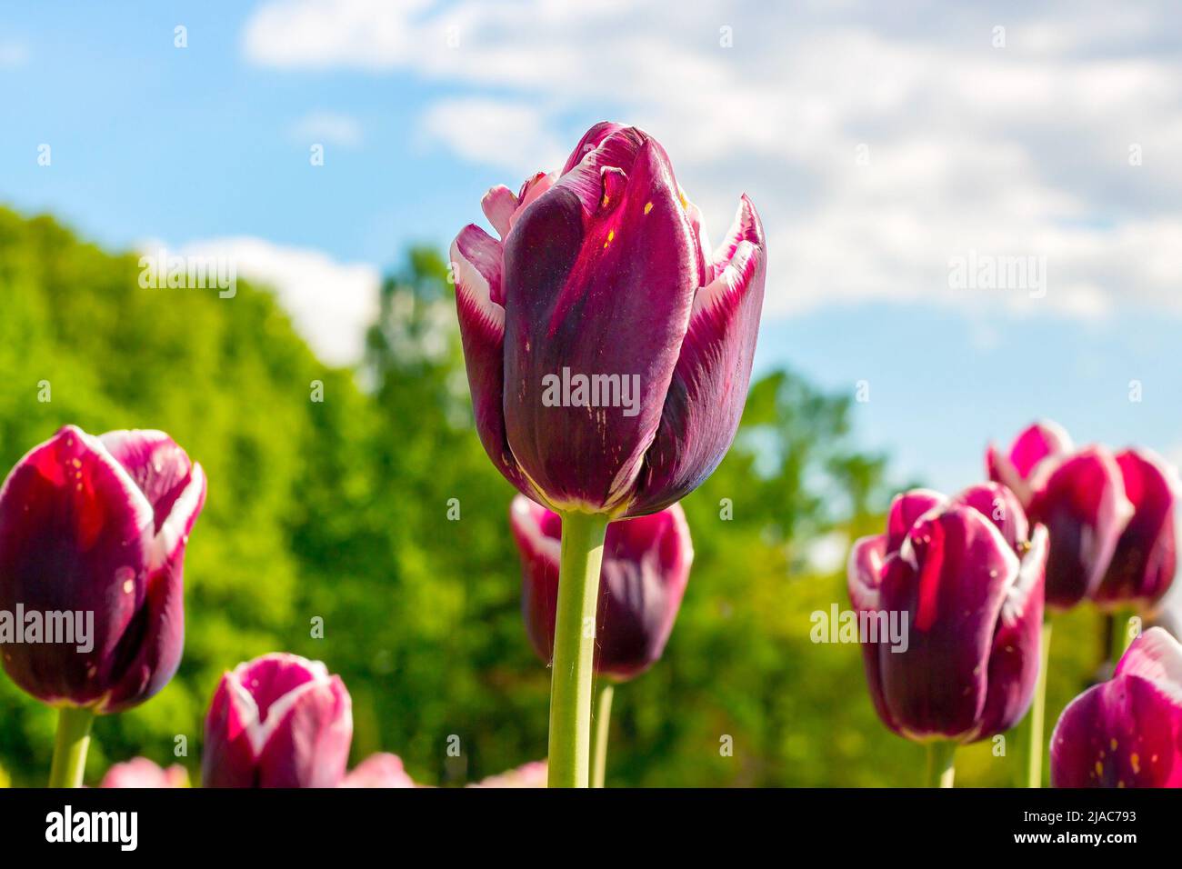 Tulipano viola scuro in fiore sul campo in primavera contro il cielo blu. Foto Stock