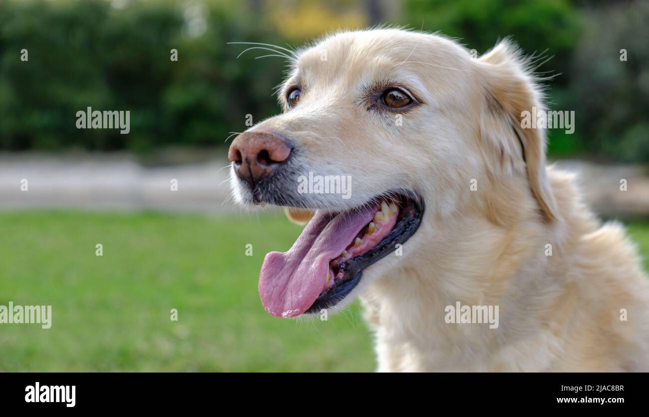 labrador retriever cane ritratto bocca aperta sfondo sfocato Foto Stock