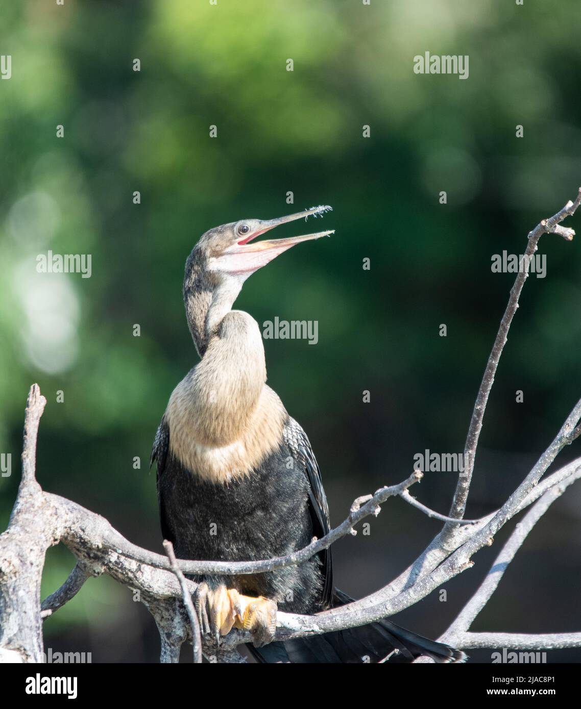 Anhinga Foto Stock
