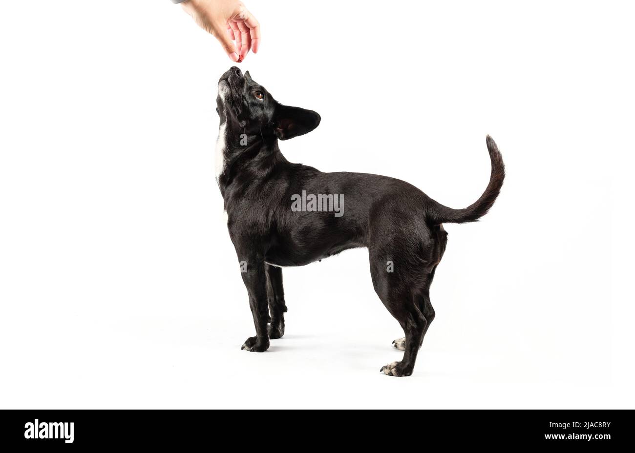 Piccolo ritratto di cane nero, canino di razza mista guardando attentamente una mano che tiene il rinforzo positivo del cibo, isolato sfondo bianco Foto Stock
