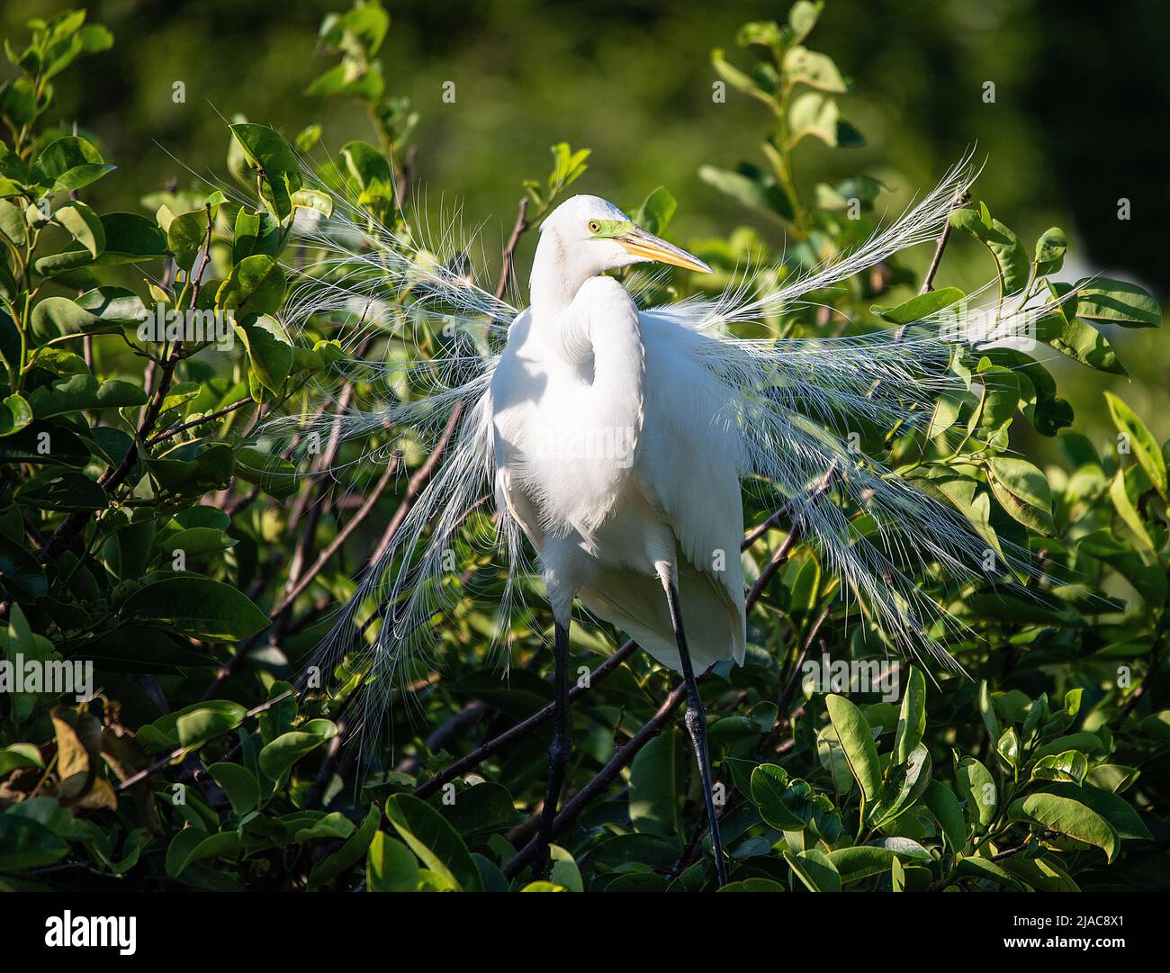 Snowy Egret Foto Stock