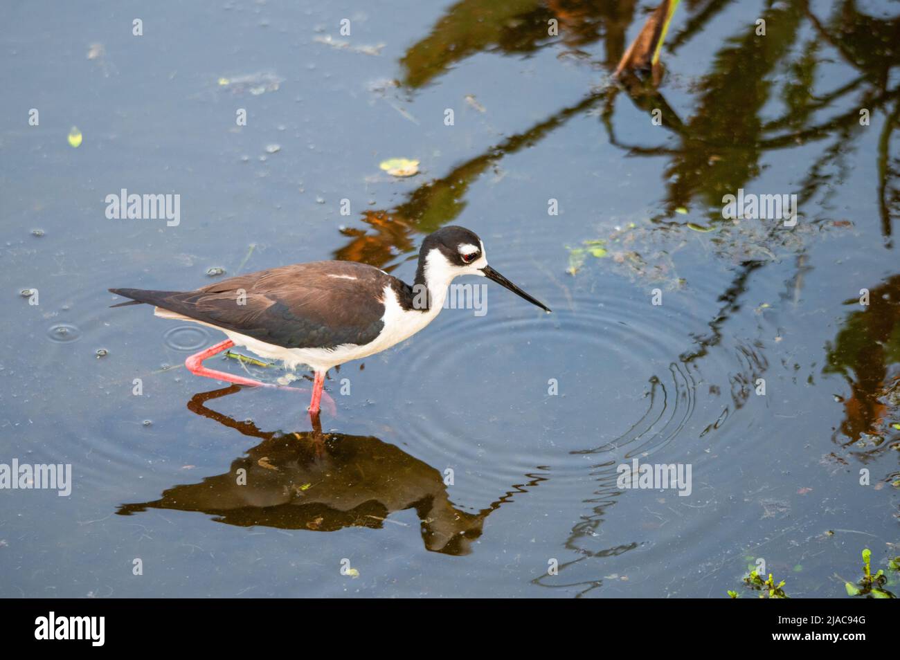 Caccia agli uccelli Foto Stock