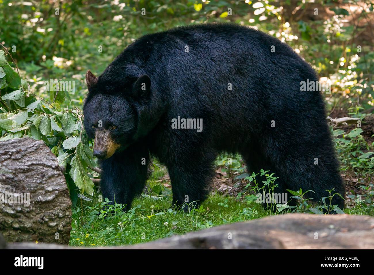 Orso nero nella foresta Foto Stock