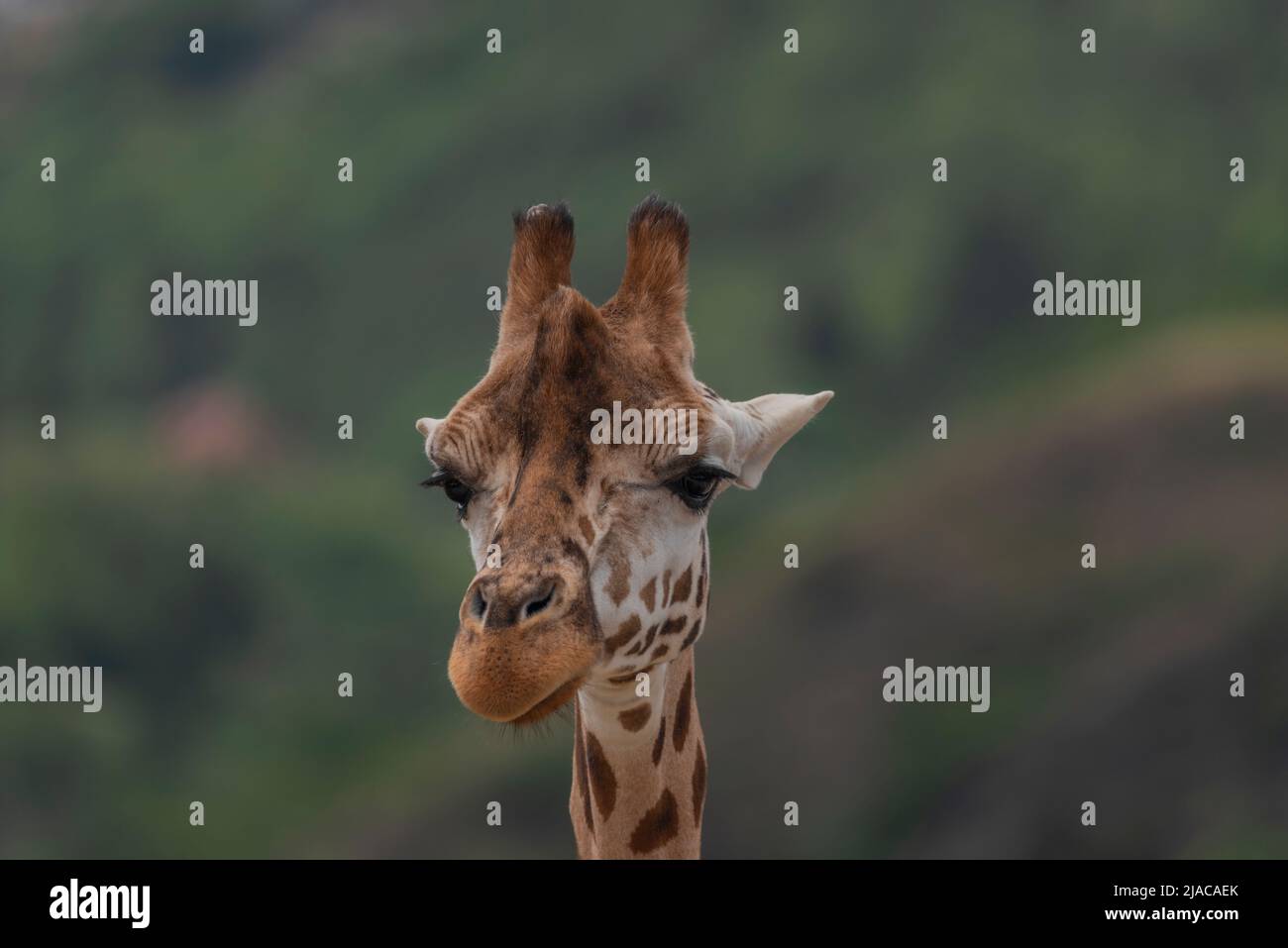 Giraffa con testa di bel colore e sfondo scuro in primavera Foto Stock