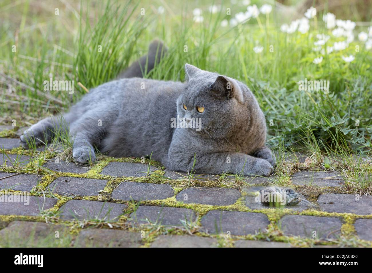 Gatto grigio britannico catturato il topo mentre caccia all'aperto, primo piano. Foto di alta qualità Foto Stock