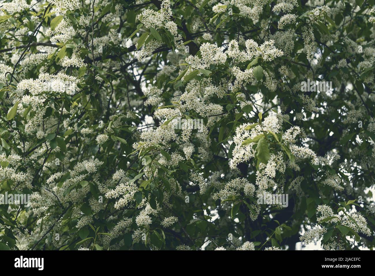 Foto tonata di ciliegio in fiore. Albero di Prunus avium fiorito con piccoli fiori bianchi. Foto Stock