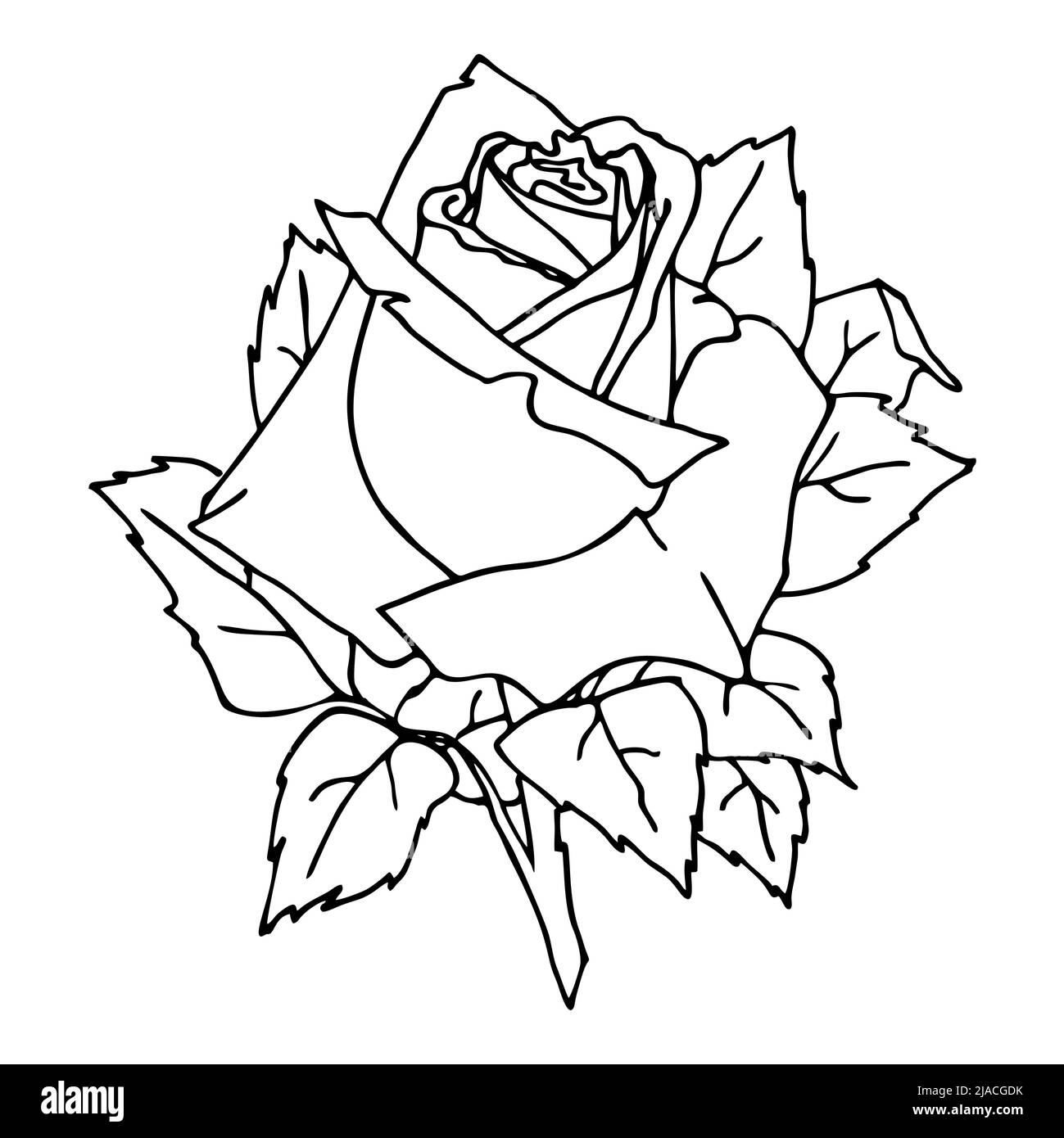 disegno grafico a contorno di un fiore di rosa in primo piano su sfondo bianco, disegno floreale, elemento isolato, arte Illustrazione Vettoriale