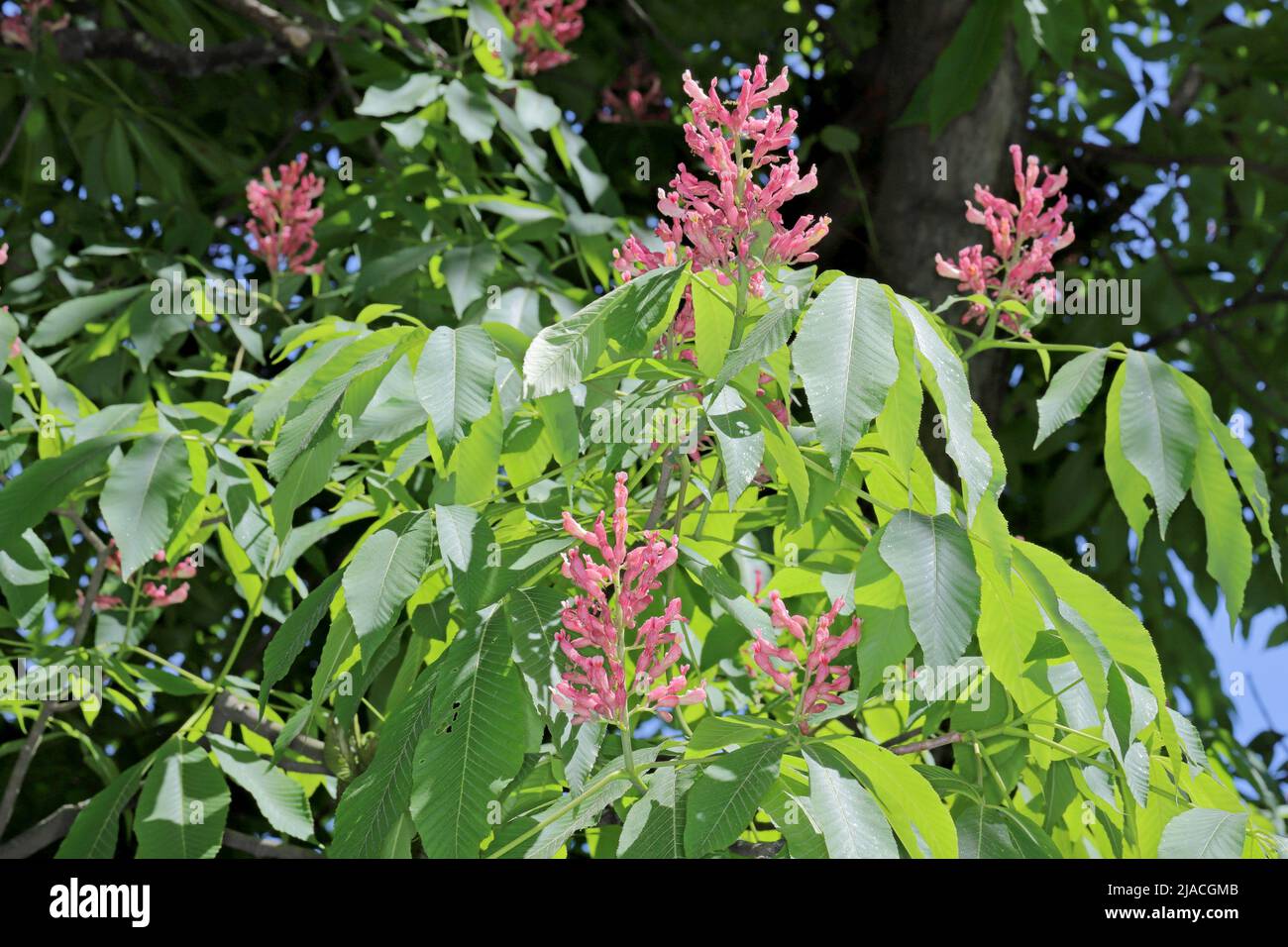 Albero di Cavallo-Castagno rosso fiorito, Aesculus Carne Foto Stock