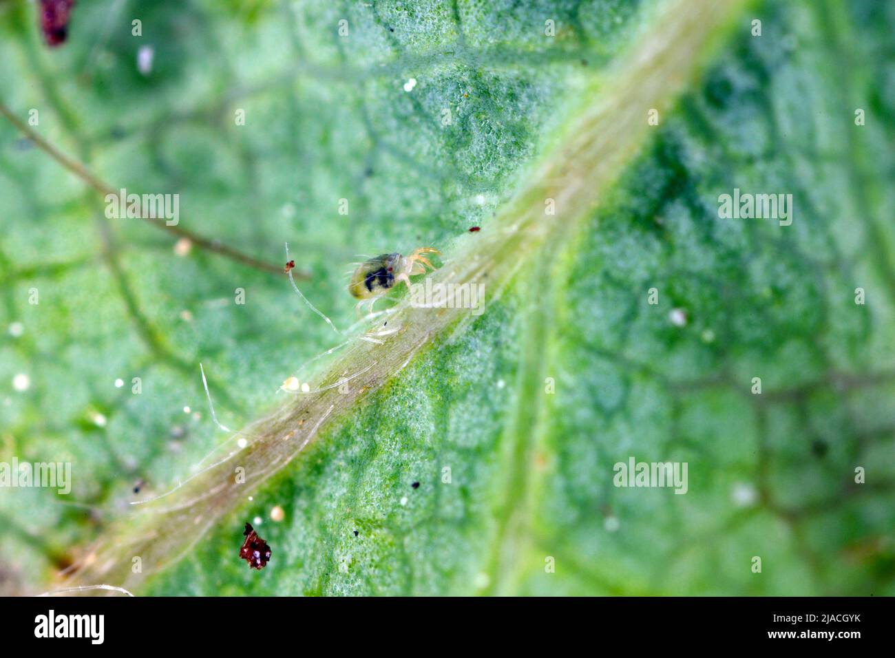 Acari ragno rossi (Tetranychus urticae) su foglie di fragola danneggiate. È una specie di mite pianta-alimentante un parassita di molte piante. Foto Stock